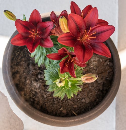 red lillies  flower  pot