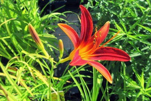red lily  bloom  flower