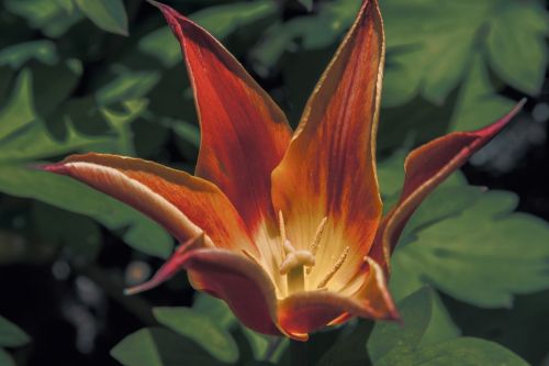 red lily stamen petal