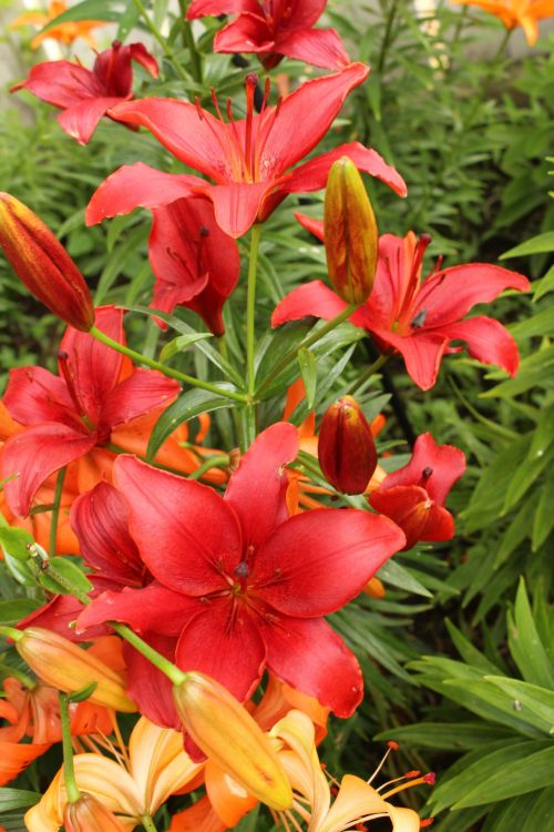 Red Lily Flowers