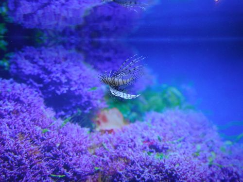 red lionfish aquarium fish