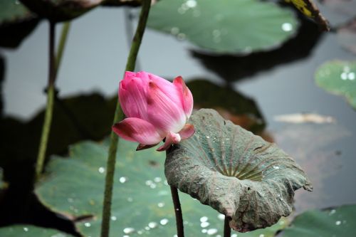 Red Lotus Bud Flower And Leaves