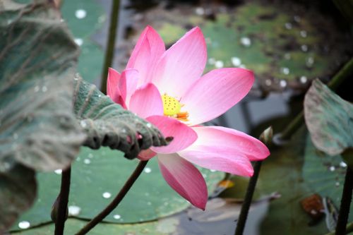 Red Lotus Flower In Blossom