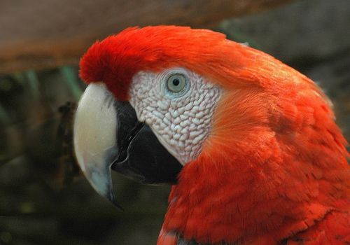 red macaw bird parrot