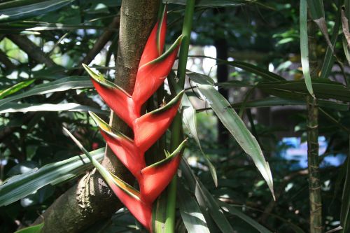 Red Macaw Flower 2