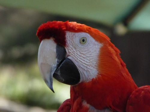 Red Macaw Parrot Head