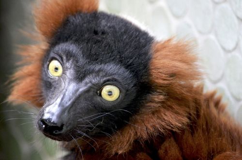 red maki lemur primates