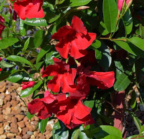 red mandevilla vine tropical flower