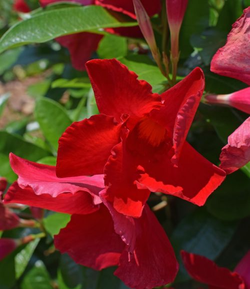 red mandevilla vine tropical flower