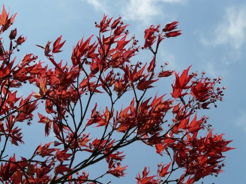 red maple ornamental plant fan maple