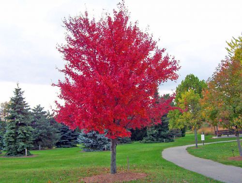 Red Maple Tree