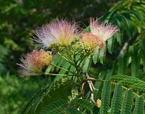 red mimosa flower blossom