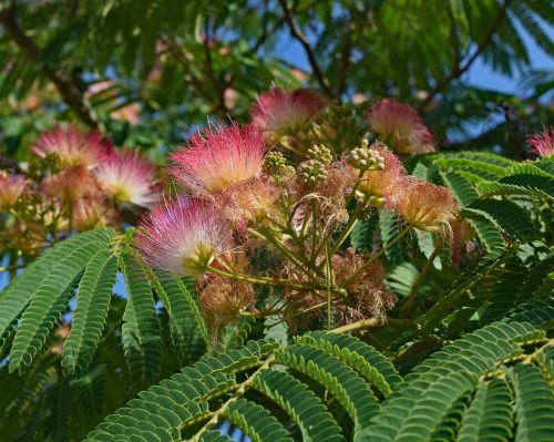 red mimosa flower blossom