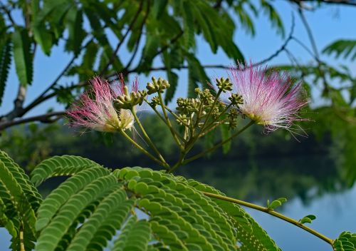 red mimosa flower blossom