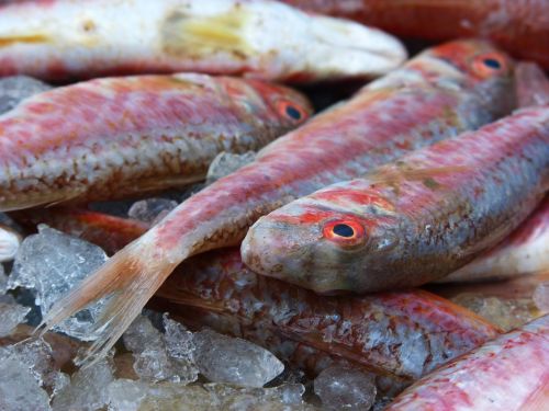 red mullet white fish fish