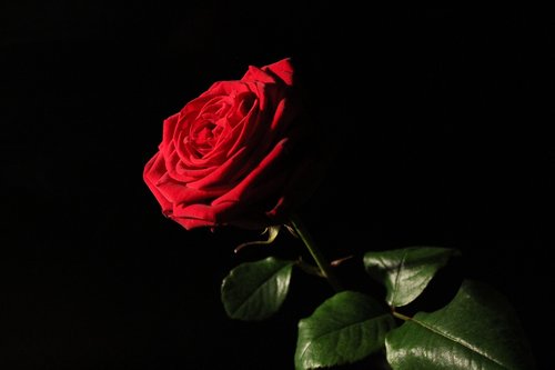 red-naomi  red rose  rose