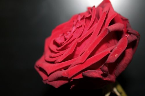 red-naomi  rose  red
