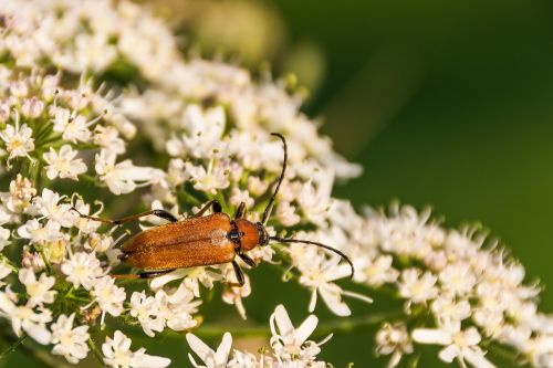 red neck bock beetle insect