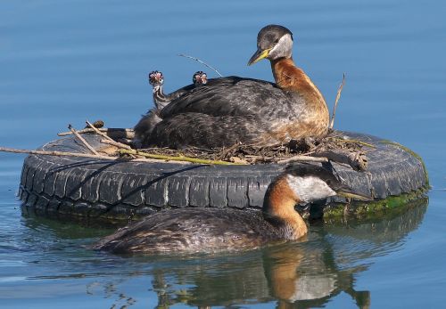 red-necked grebes birds family