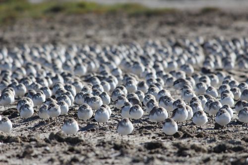 red-necked stints shorebirds wetlands
