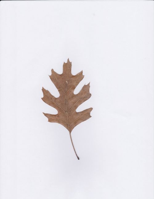 red oak leaf oak