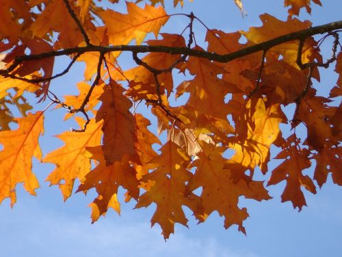 red oak autumn leaves