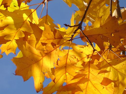 red oak oak leaves autumn