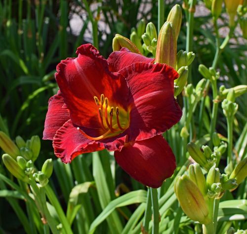 red-orange daylily lily close-up