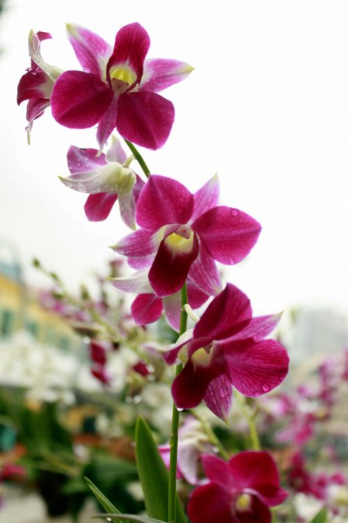 Red Orchid Flower Blossom