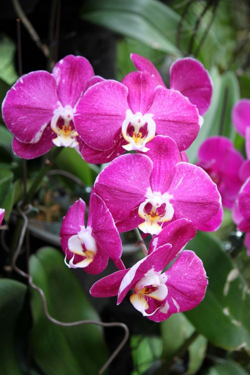 Red Orchid Flower Bloom In Blossom