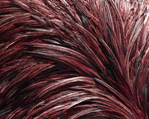 Red Ostrich Feathers Background