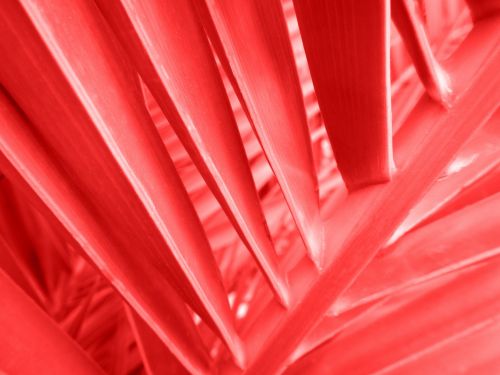 Red Palm Leaf