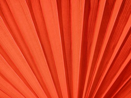 Red Palm Leaf Detail