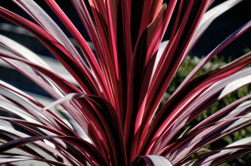 Red Palm