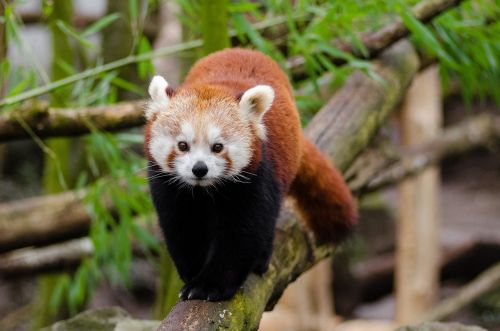 red panda little panda cute