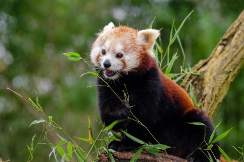 red panda little panda cute