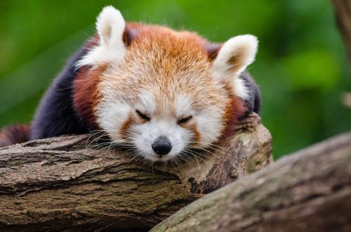 red panda sleeps rest