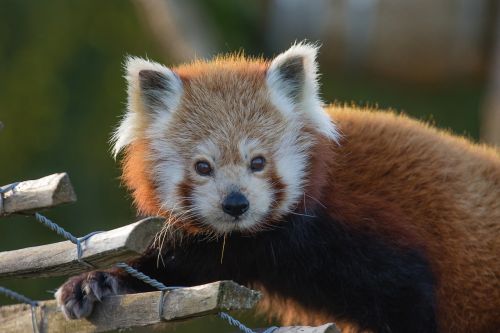 red panda looking face