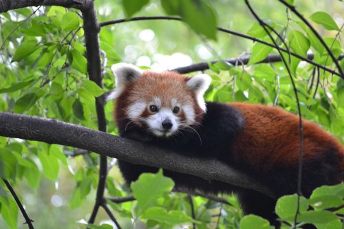 red panda zoo budapest