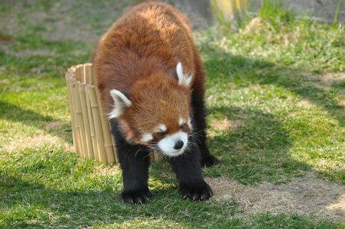 red panda zoo cute animals