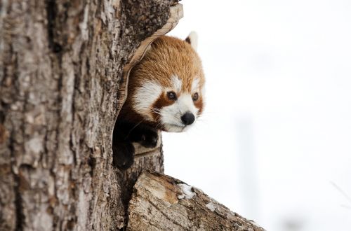 red panda chinese panda winter