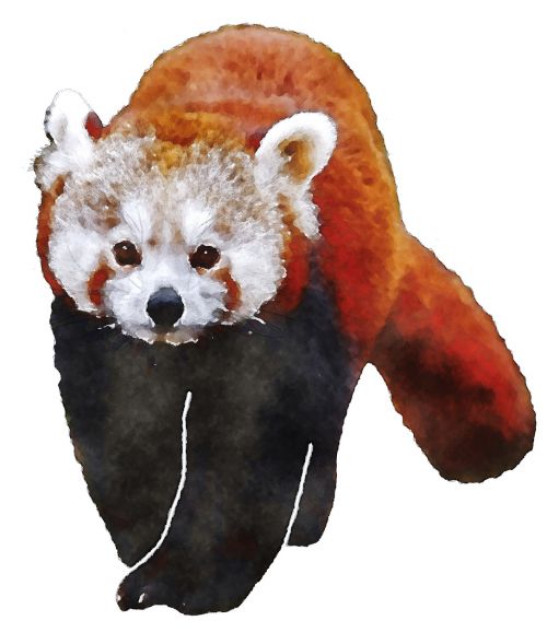 red panda watercolor animal