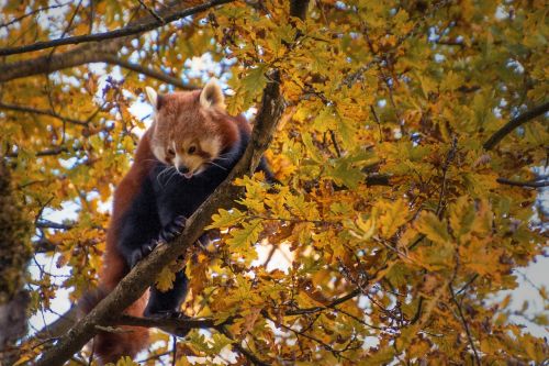 red panda tree climbing