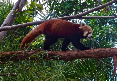 red panda chinese wildlife