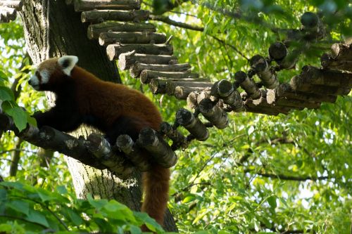 red panda panda green