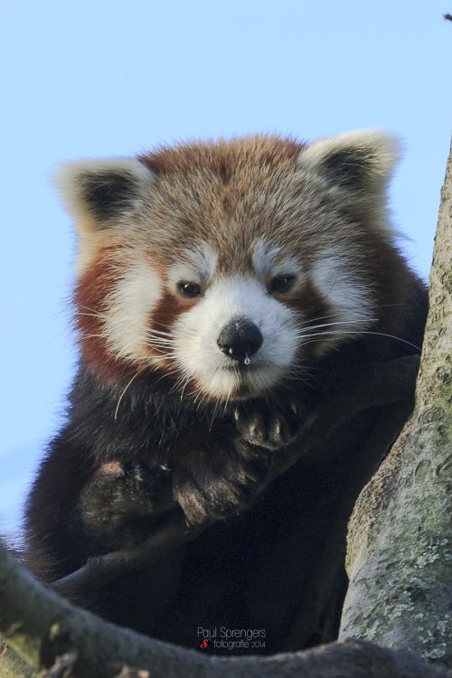 red panda bear zoo