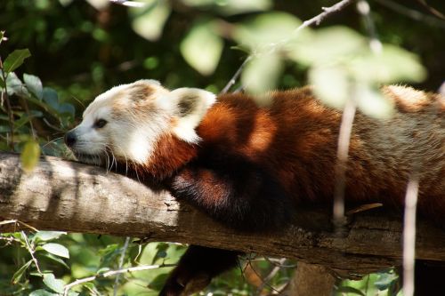 red panda animal zoo