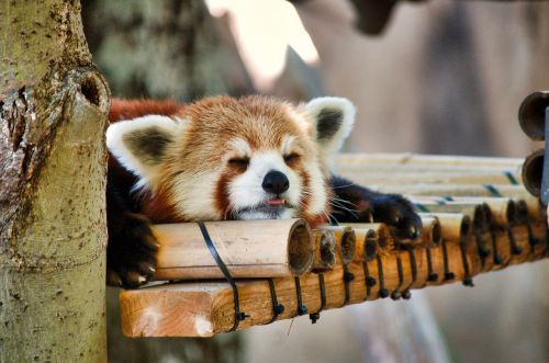red panda zoo napping