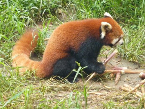red panda panda bear