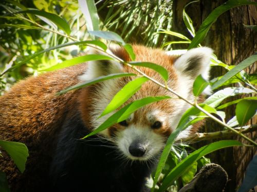 red panda ailurus fulgens ursine